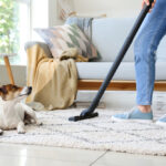 Owner,Of,Cute,Dog,Cleaning,Carpet,At,Home