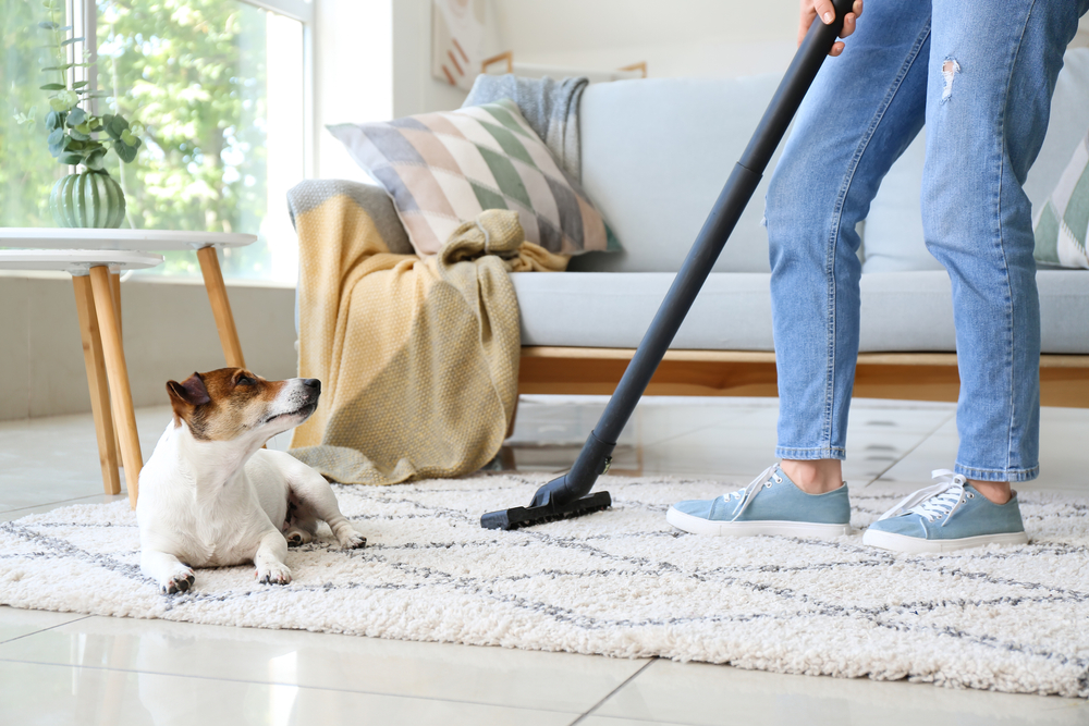 Owner,Of,Cute,Dog,Cleaning,Carpet,At,Home